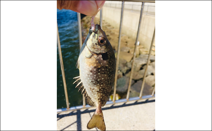 アイゴの旬が地域で異なるワケ　成魚を食すか幼魚を食すかの違い？