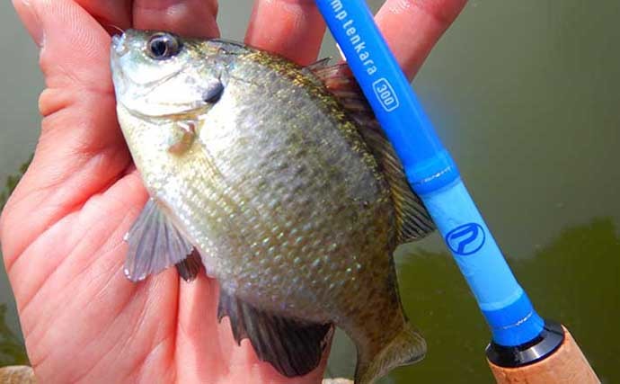 都内の公園でブルーギルの数釣り堪能　魚影抜群で2時間強で100匹超え