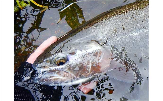 放流直後の桂川で渓流エサ釣り　51cmニジマス含み4魚種22尾キャッチ