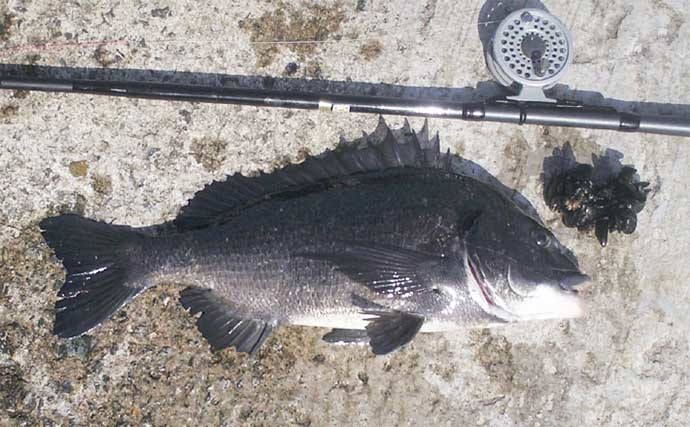 チヌ（クロダイ）釣り基礎知識　【生態・釣り方種類・仕掛け・食べ方】