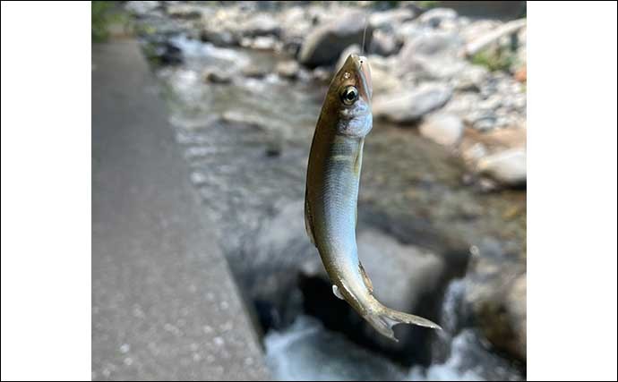 子供と一緒の小鮎釣りが面白い　釜揚げシラスのエサで入れ食いを堪能