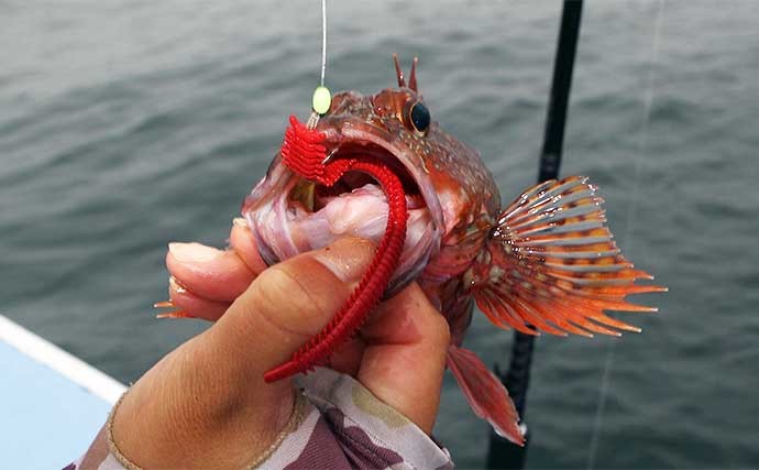 外房の船根魚釣りでカサゴにアカハタ　常温保存可能な生エサが秘訣？