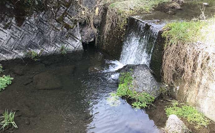 落とし毛針仕掛けで15cm頭にカワムツ2桁釣果　シーズン前倒しか？