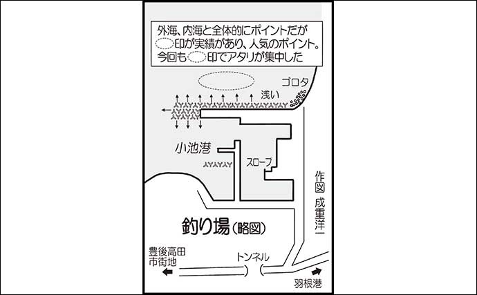 大分国東エリアの陸っぱりエギングで1.6kg頭にアオリイカ9尾