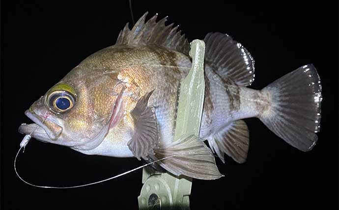 【メバル釣りの魅力】　陸っぱりルアー釣りファン視点で徹底解説