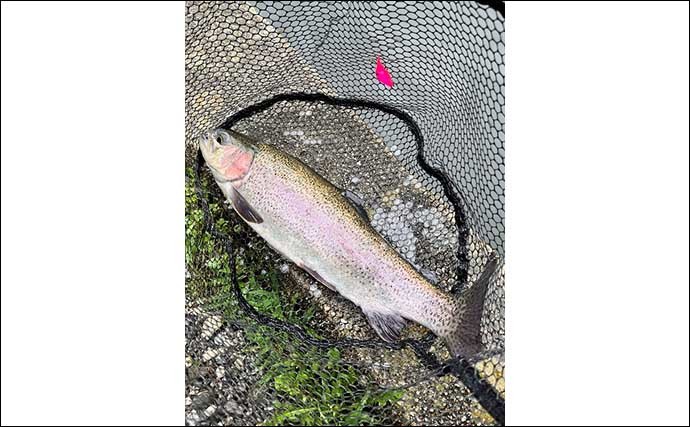 半日のエリアトラウト釣行で72匹　高活性の魚の着き場を探して連打