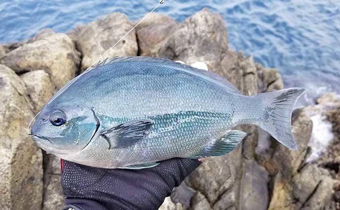 磯フカセ釣りで38cm頭にメジナ好釣　小サバ不在で肩透かし？【静岡】