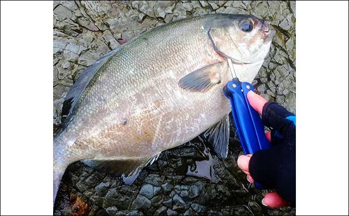 釣りのゲスト魚レシピ：イスズミのたたき　美味な時期は冬に限定？