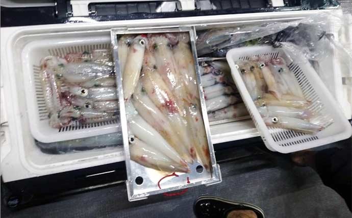 【玄界灘】夜焚きイカ最新釣果　日ムラはあるもヤリイカ釣果上伸中