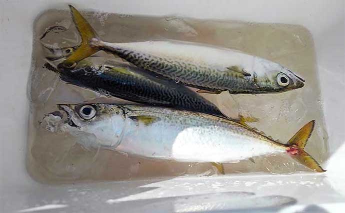 カゴ釣り徹底入門　【仕掛け・タナの取り方・魚種別の釣り方を解説】