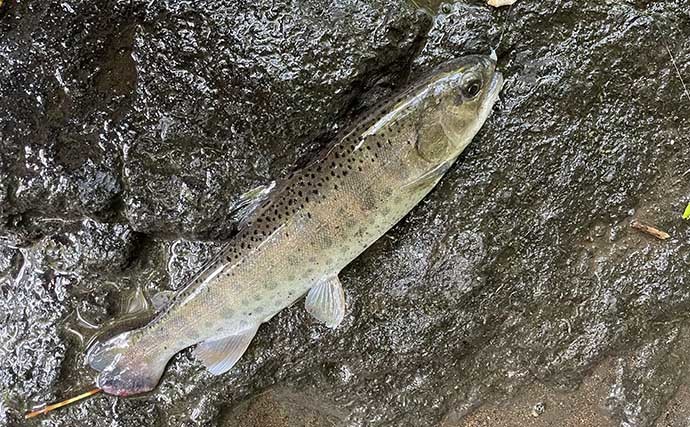 初の管理釣り場でヤマメ40尾オーバー　現地調理の釣魚グルメも堪能