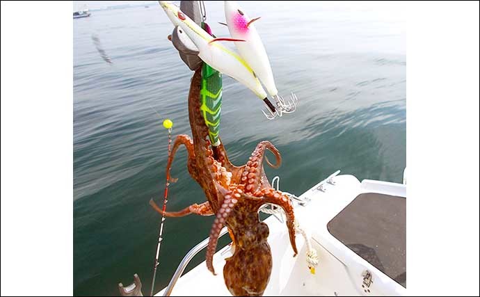 今シーズン不調の明石ダコを深場で狙う　2daysボート釣りで13杯キャッチ