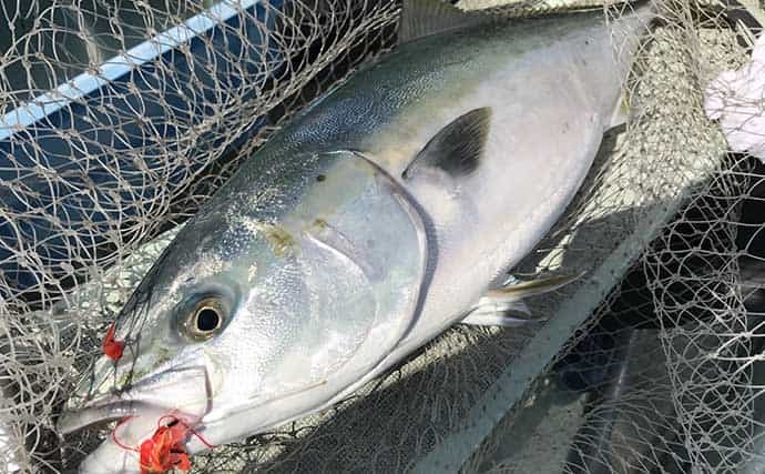 釣り人的「ひと手間」レシピ：ブリカマ照り焼き　新鮮なカマは釣魚の特権