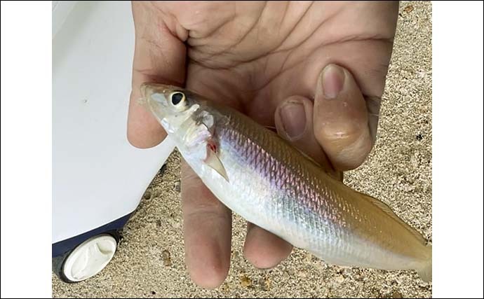 敦賀半島でちょい投げキス釣り　単発ながらコンスタントにアタり18匹