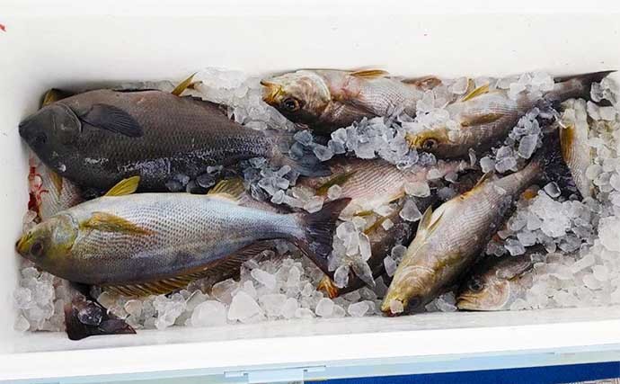 【福岡】沖のエサ釣り最新釣果　根魚船でボッコ＆アオナなど高級魚続々