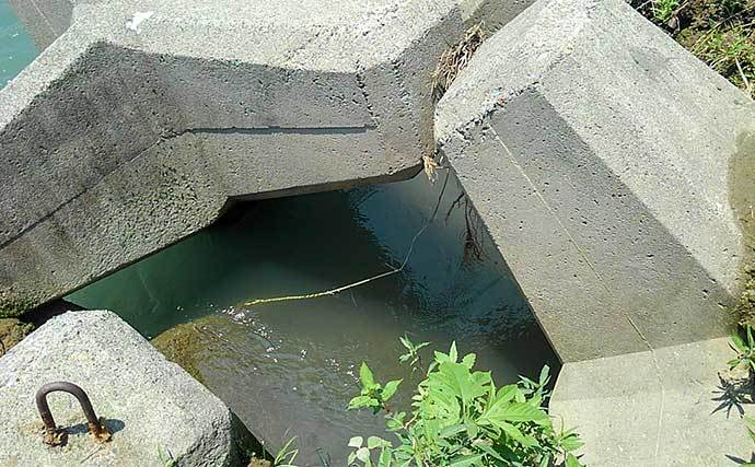 息子と楽しむテナガエビ釣り　止水エリア狙い連発【神奈川・酒匂川】