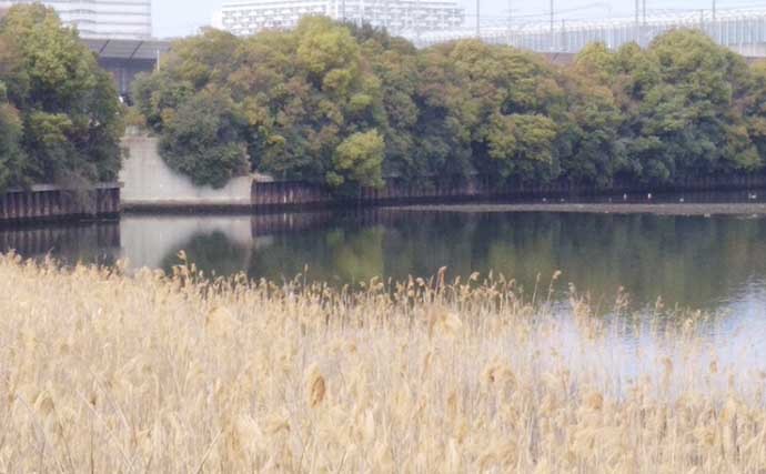 東京湾最奥のオアシス『谷津干潟』　生物の楽園に迫る環境変化とは？