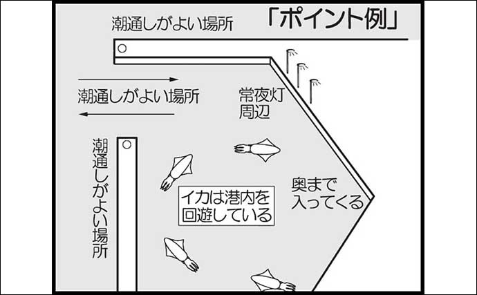 エギング徹底入門　【アオリイカ・コウイカ・ツツイカ対象毎に解説】