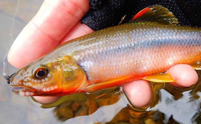 埼玉県で子供と一緒に清流エサ釣り満喫　婚姻色に染まる美しい魚と対面