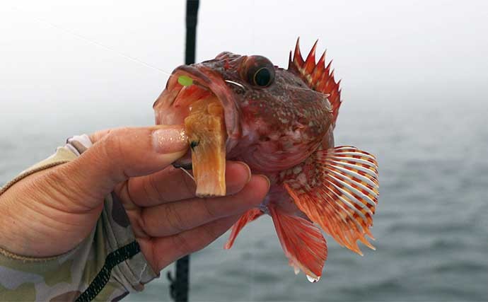 外房の船根魚釣りでカサゴにアカハタ　常温保存可能な生エサが秘訣？