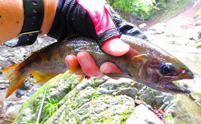 渓流エサ釣りで渓魚ツ抜け　知識と的確な判断が奏功【埼玉・名栗川】