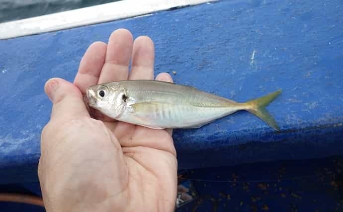 外房の船キス釣りで22cm頭に106匹　型もジャンボ中心で大満足