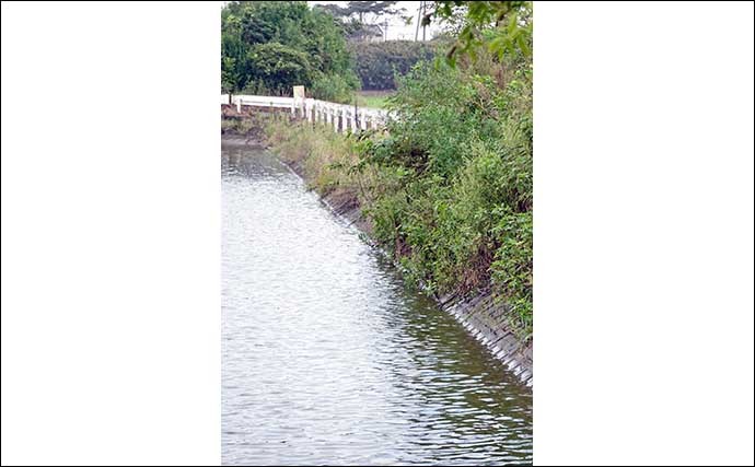 今週のヘラブナ推薦釣り場【千葉県・泉源沼】