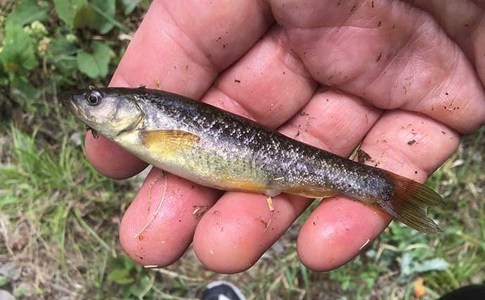 オランダ仕掛けでのタカハヤ釣りで本命20匹　ソーセージ効果で連発？