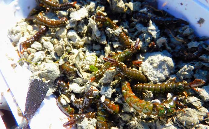 渓流エサ釣りで63cmニジマスほか快釣　マヅメ釣行が熱中症対策にも