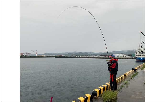 波止でのフカセチヌ釣りで本命2匹手中 「遊動式ガン玉」が奏功？