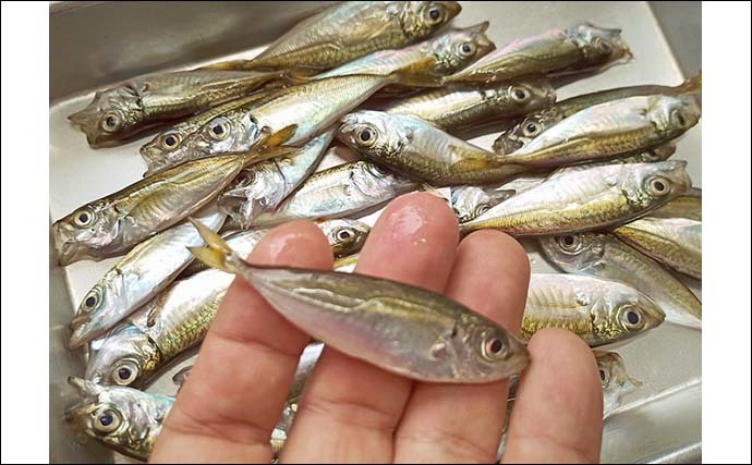 海でも淡水でも小物釣りが面白い　豆アジ＆小アユ＆タナゴを好捕