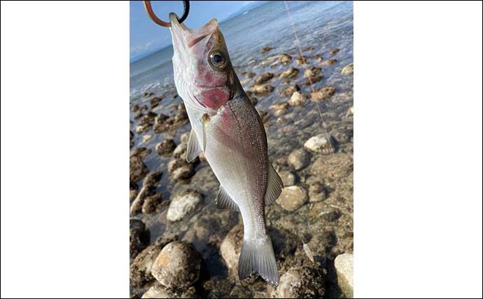 チニング釣行で本命不発も40cm頭にヒラセイゴ連打　ルアーサイズがキモ