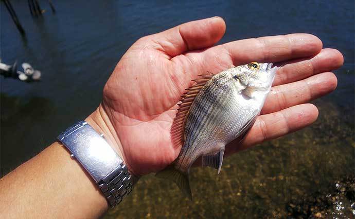 ミャク釣りで14.5cm頭にハゼ36尾　大きめ針で良型狙い【千葉・行徳港】