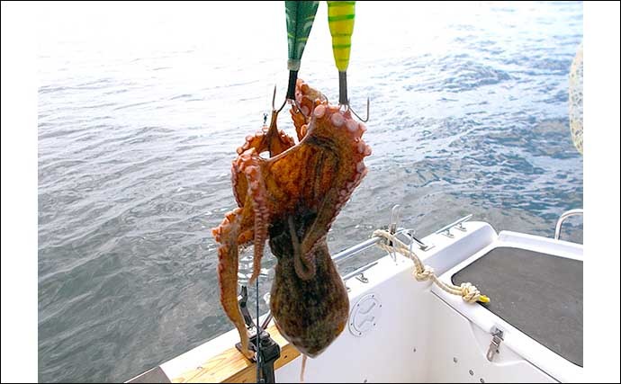 今シーズン不調の明石ダコを深場で狙う　2daysボート釣りで13杯キャッチ