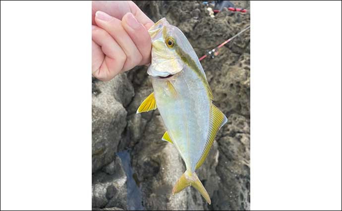 磯でのショアジギ＆弓角で青物快釣　釣魚を身エサにしてハタ狙いも的中