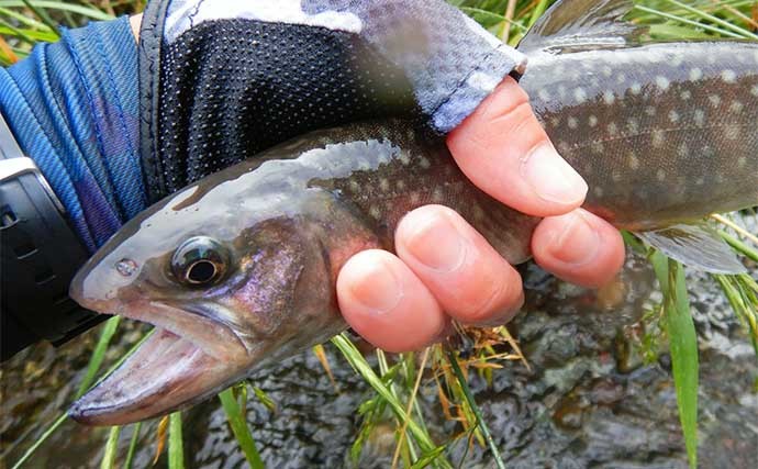 放流直後の桂川で渓流エサ釣り　51cmニジマス含み4魚種22尾キャッチ