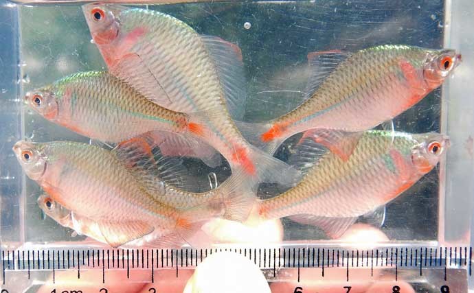 初心者同行のタナゴ釣りを満喫 気温も釣果も激アツでアテンド成功？