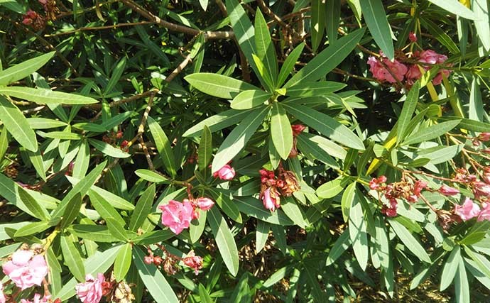 釣り場に潜む注意が必要な危険動植物ベスト5　セミが要注意のワケは？