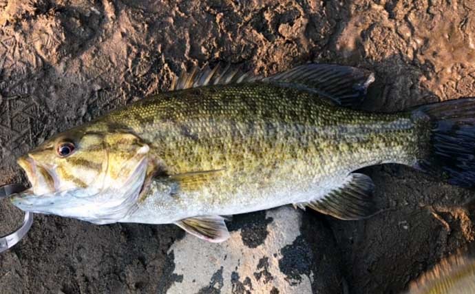 都会の大河川「多摩川」で釣りを楽しもう　【狙える魚種と釣り方を解説】