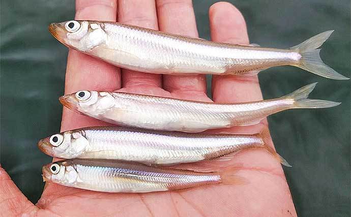 早朝の芦ノ湖ボートワカサギ釣りで186尾　例年とは魚の動き異なる？