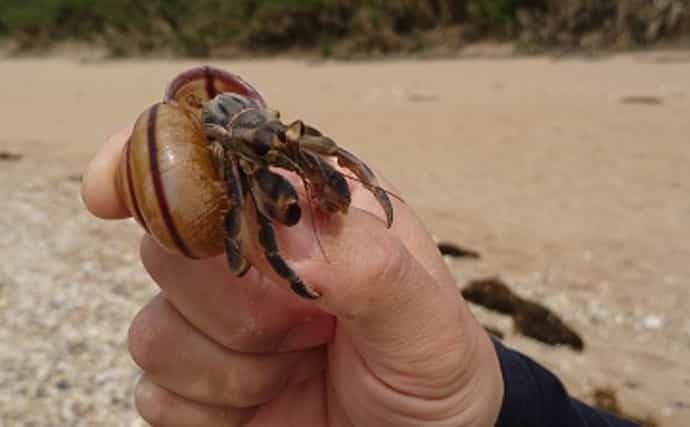 鹿児島でオカヤドカリの産卵が最盛期 陸上生活なのにエラ呼吸？