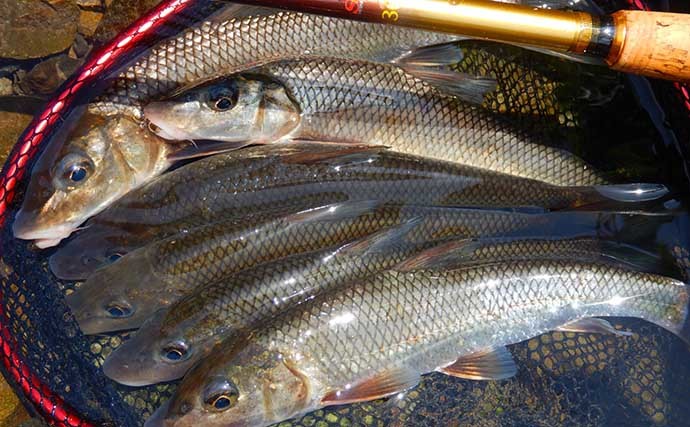 山梨県の鶴川で清流小物釣り堪能　半日のミャク釣りで6魚種58尾の好釣果