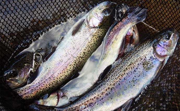 管理釣り場への親子釣行で制限尾数30尾達成　放流タイムが激熱