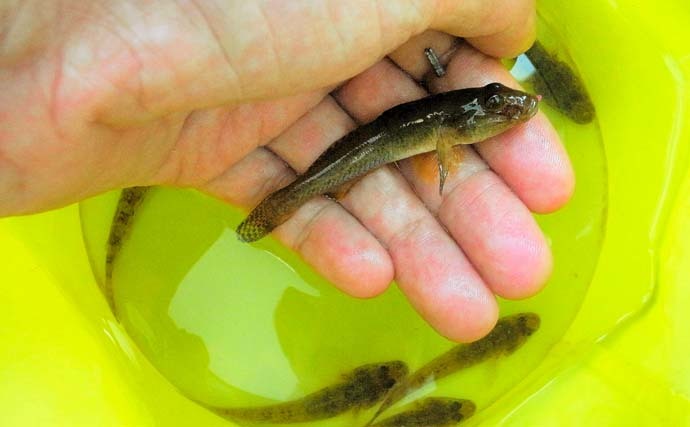 夕マヅメに都心でハゼ釣り堪能　釜揚げシラスエサで35尾手中【佃掘】