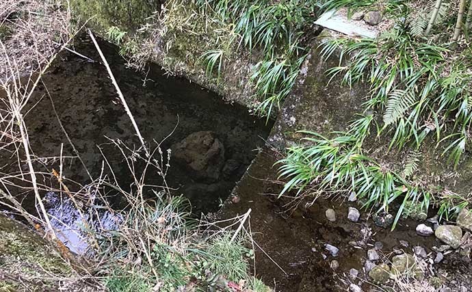 淡水小物釣りでタカハヤにカワムツ連打　河川にも春到来で魚は高活性