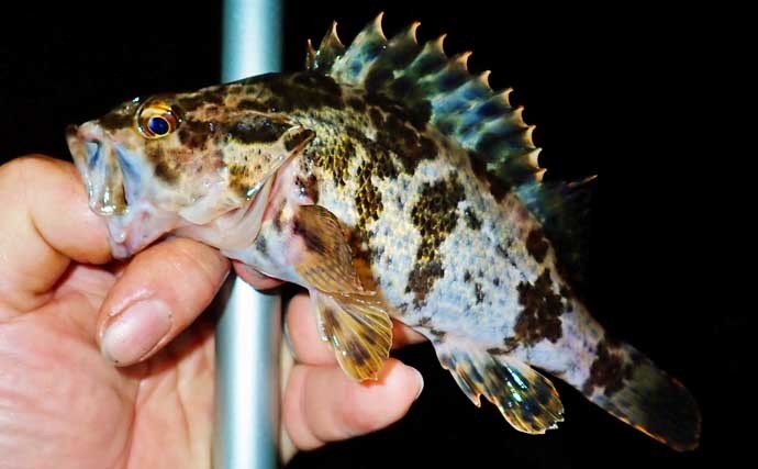 自己流釣り方で堤防釣り満喫　ジグヘッド+虫エサにノベザオでグレ狙い