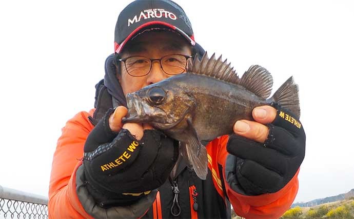 堤防メバル釣りで良型手中の2days　のべ竿で夜明けの時合いに集中