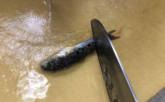 【釣魚レシピ】ハゼの柳川鍋　ゴボウ効果で臭み無くご飯のお供に最適