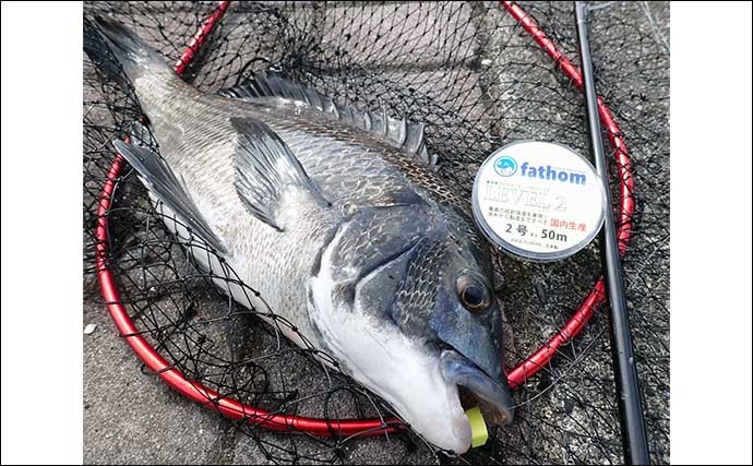 クロダイ狙いヘチ釣り（落とし込み）の最中に釣り人が考えていること3選