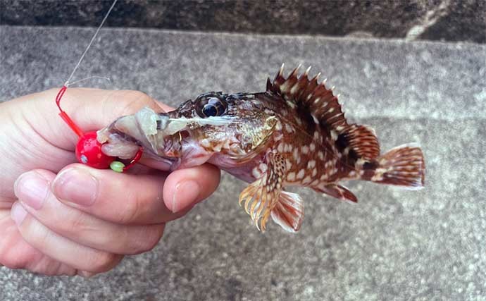 福井での穴釣りで37cmキジハタ手中　カサゴは20cm頭に2桁釣果